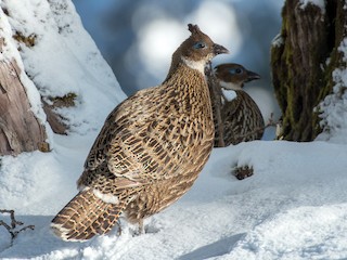 Himalayan Monal - eBird