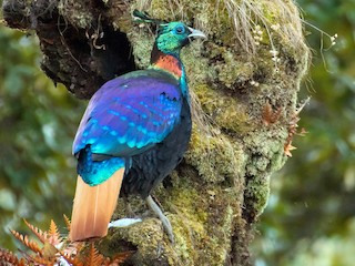 Himalayan Monal - eBird