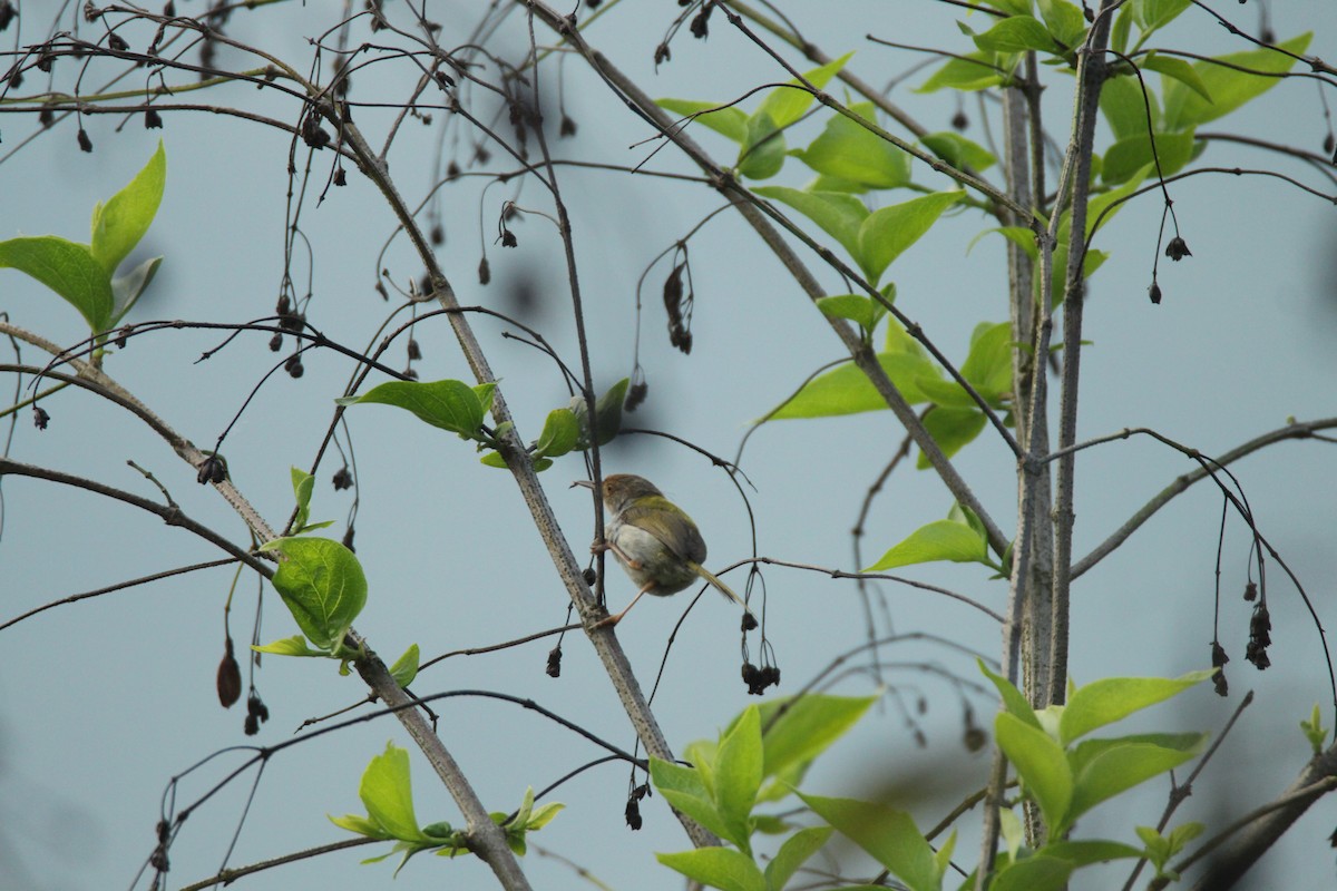Common Tailorbird - Praveen  Kumar