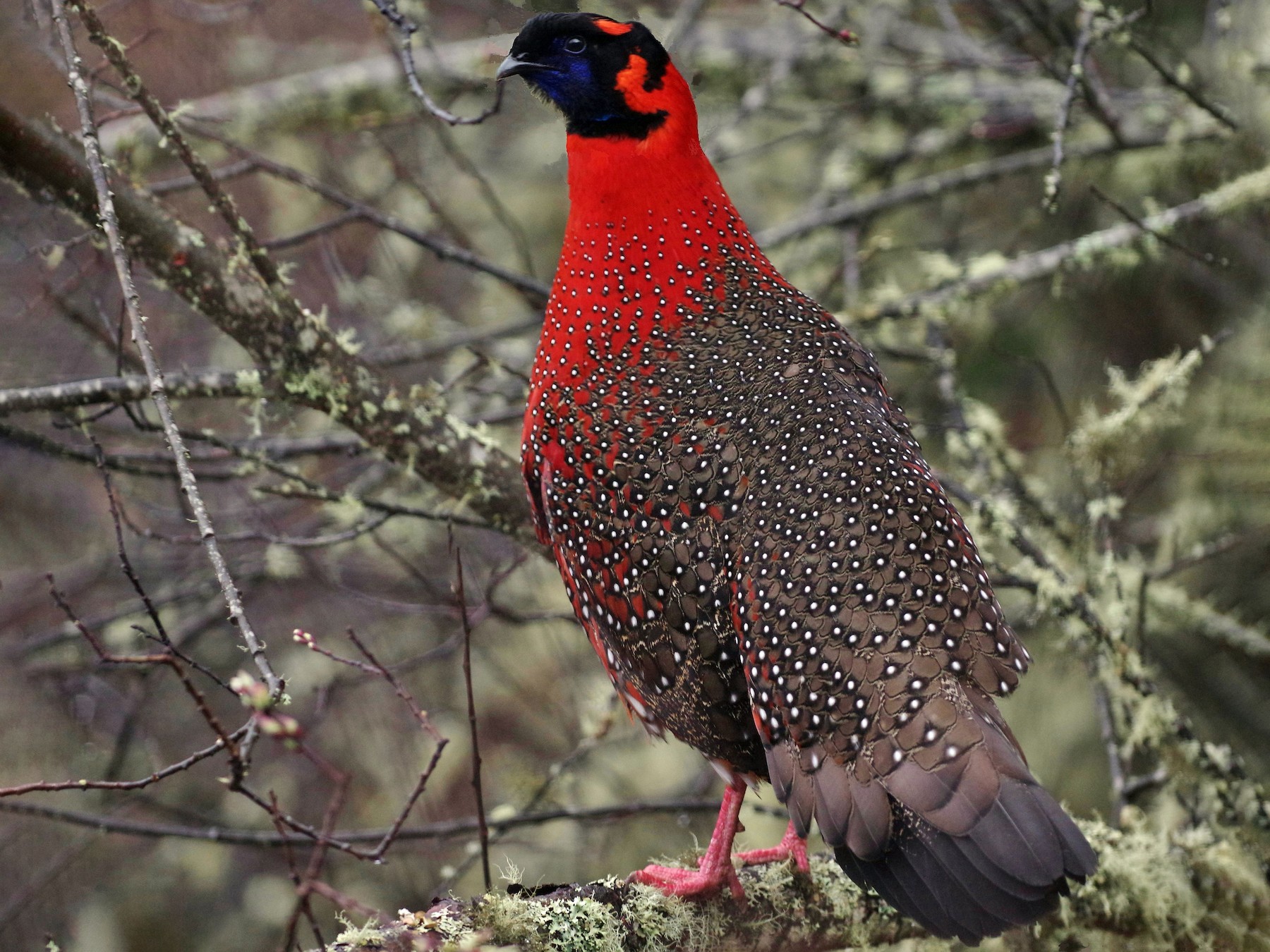 Satyr Tragopan - Thibaud Aronson