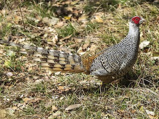  - Cheer Pheasant