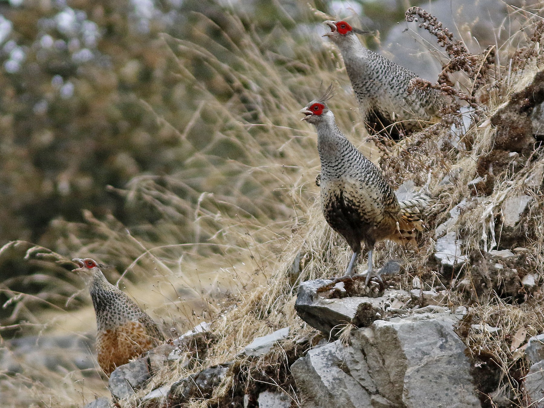 Cheer Pheasant - eBird
