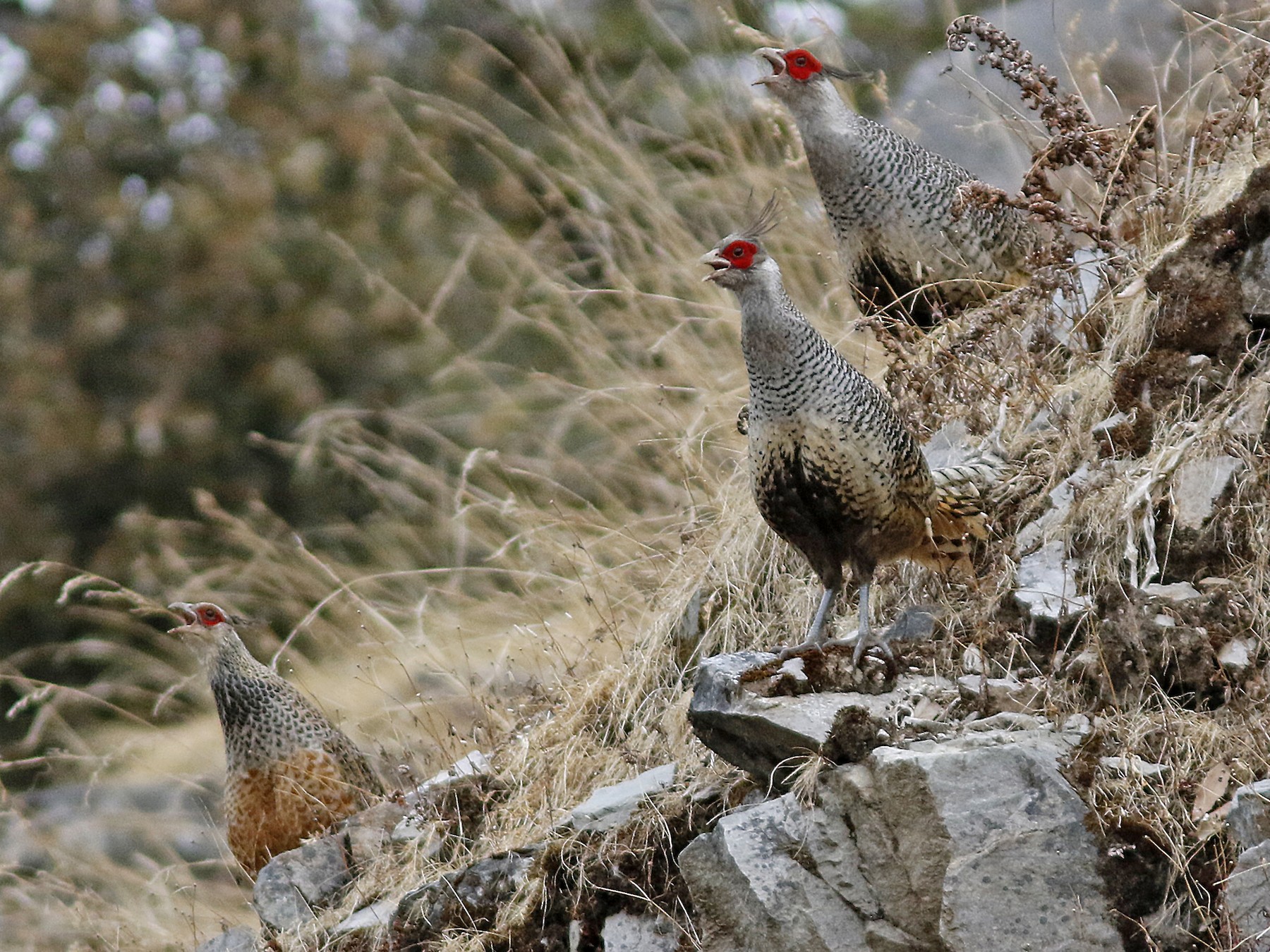 Cheer Pheasant - Andy Warr