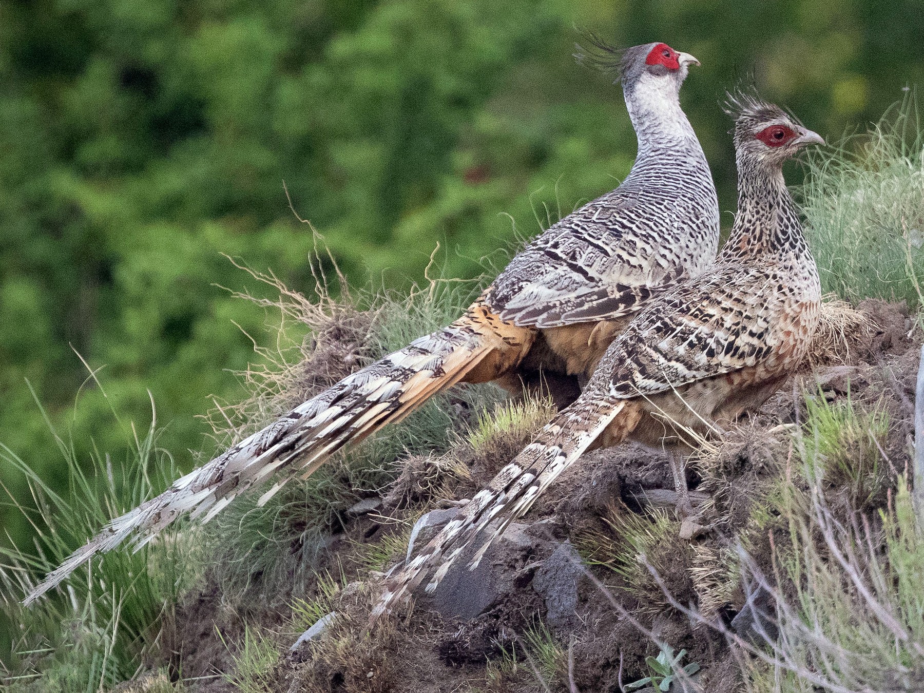 Cheer Pheasant Ebird