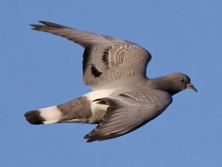 Hill Pigeon Columba Rupestris Birds Of The World
