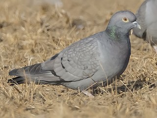  - Yellow-eyed Pigeon