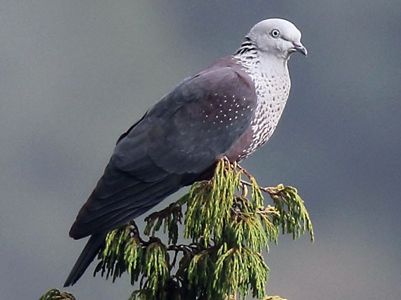 Speckled Wood-Pigeon - Myles McNally
