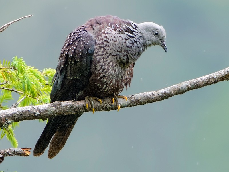 Speckled Wood-Pigeon - Santanu Manna
