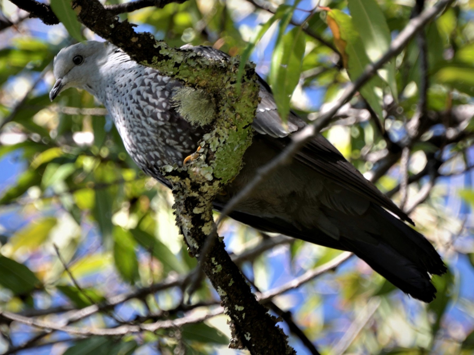 Speckled Wood-Pigeon - Hathan Chaudhary