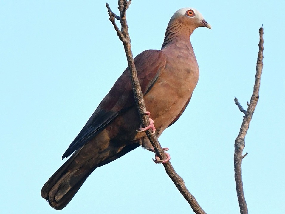 Pale-capped Pigeon - Chaiyan Kasorndorkbua