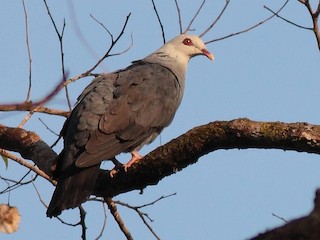  - Andaman Wood-Pigeon