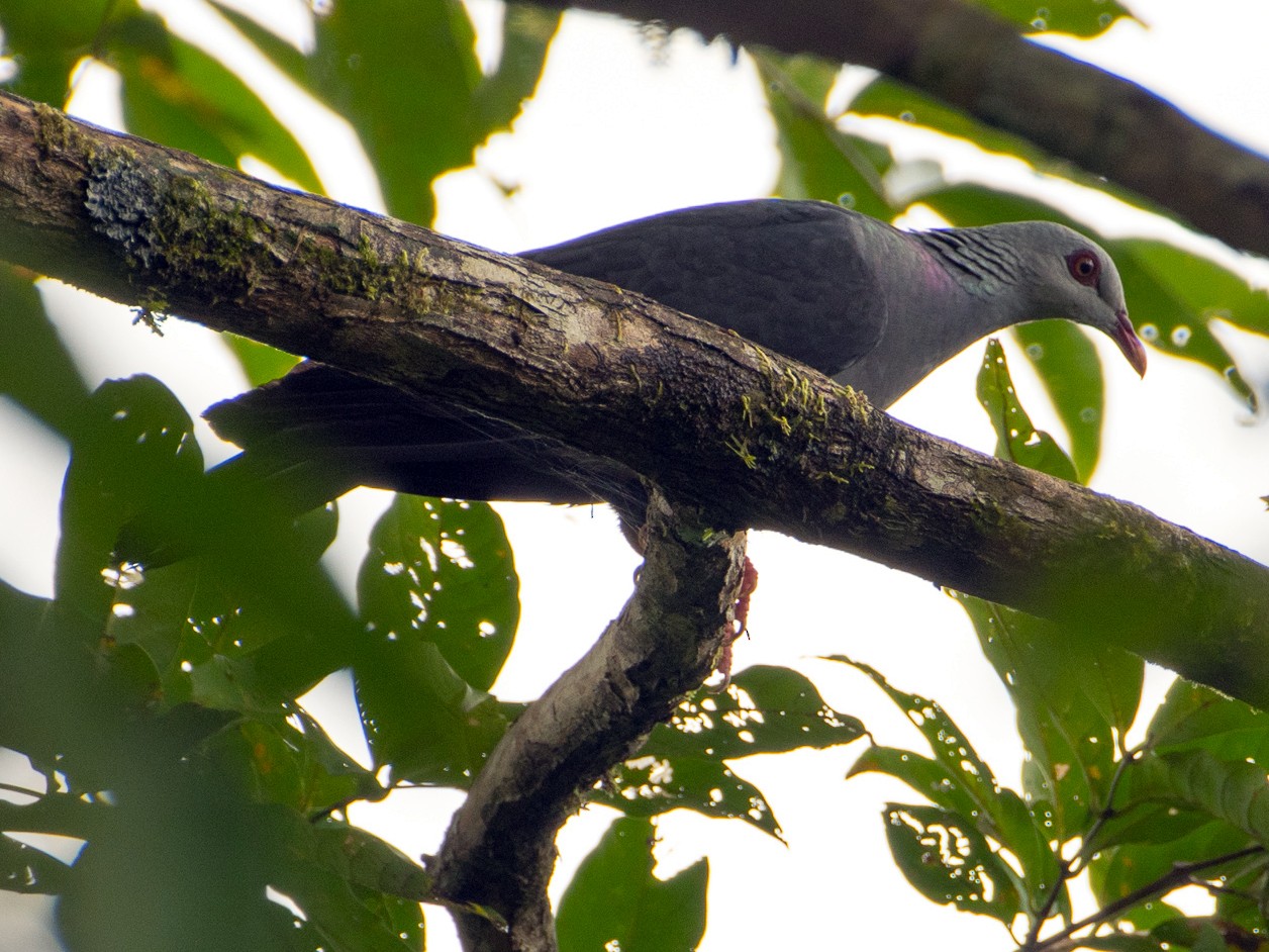 Andaman Wood-Pigeon - Saurabh Sawant