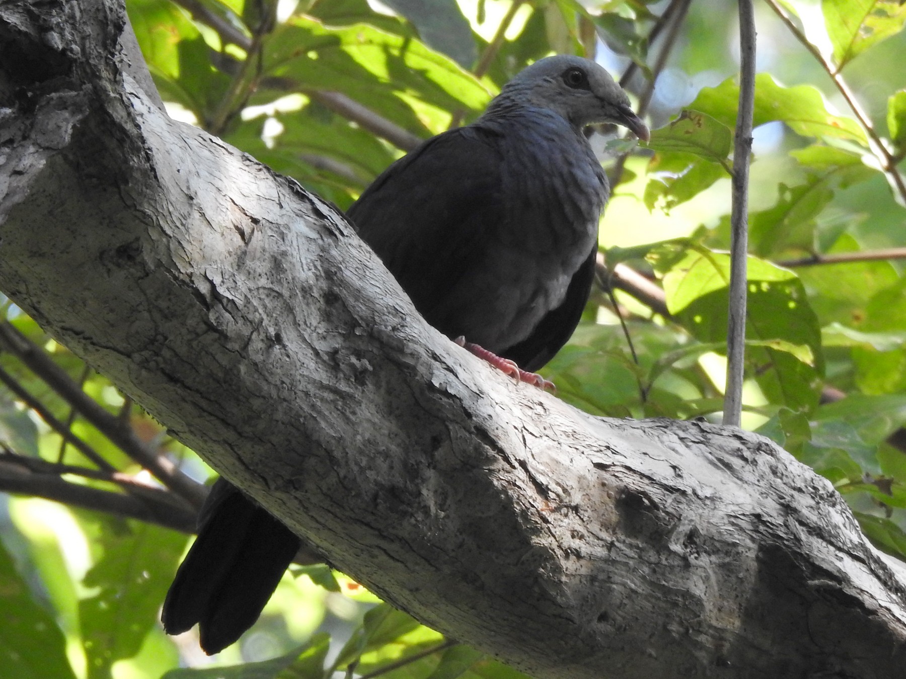 Andaman Wood-Pigeon - Sachin  Main