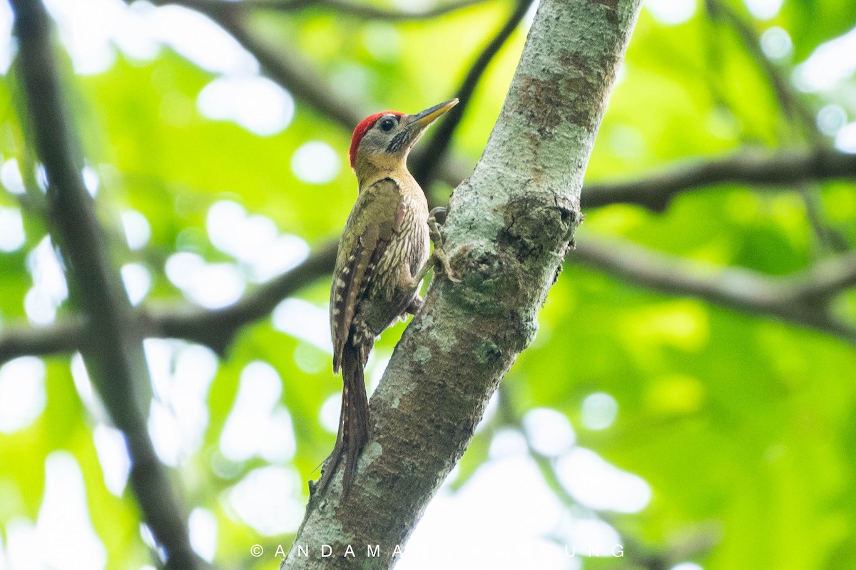 Streak-breasted Woodpecker - Andaman Kaosung