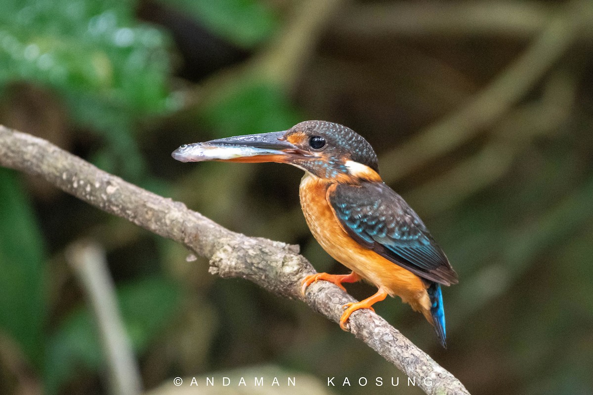 Malaysian Blue-banded Kingfisher - Andaman Kaosung
