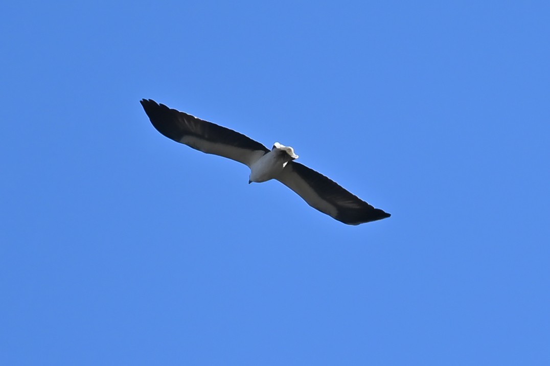 White-bellied Sea-Eagle - Geoffrey Groom