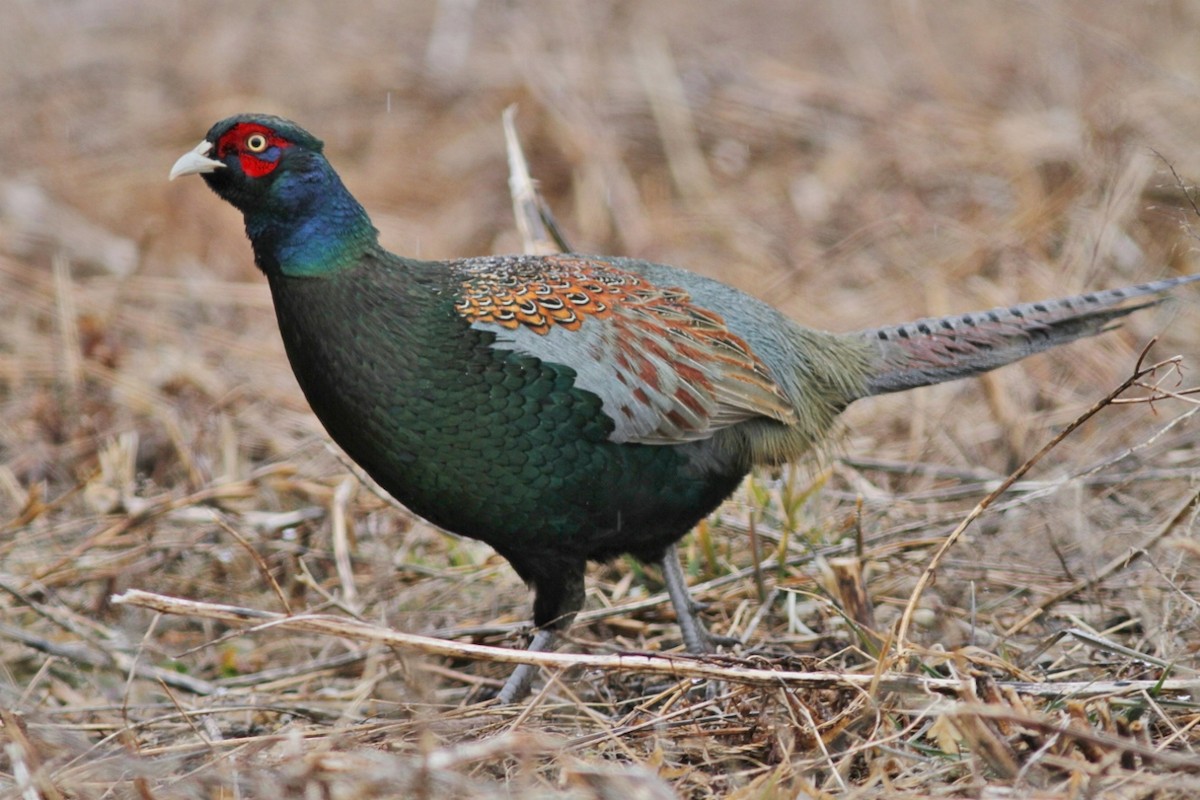 Green Pheasant - John Martin
