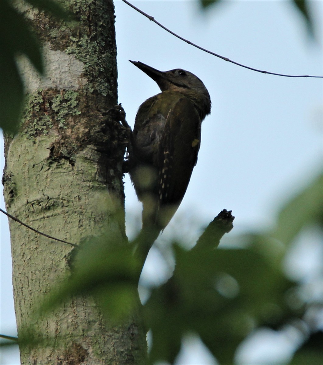 Gray-headed Woodpecker - Praveen  Kumar