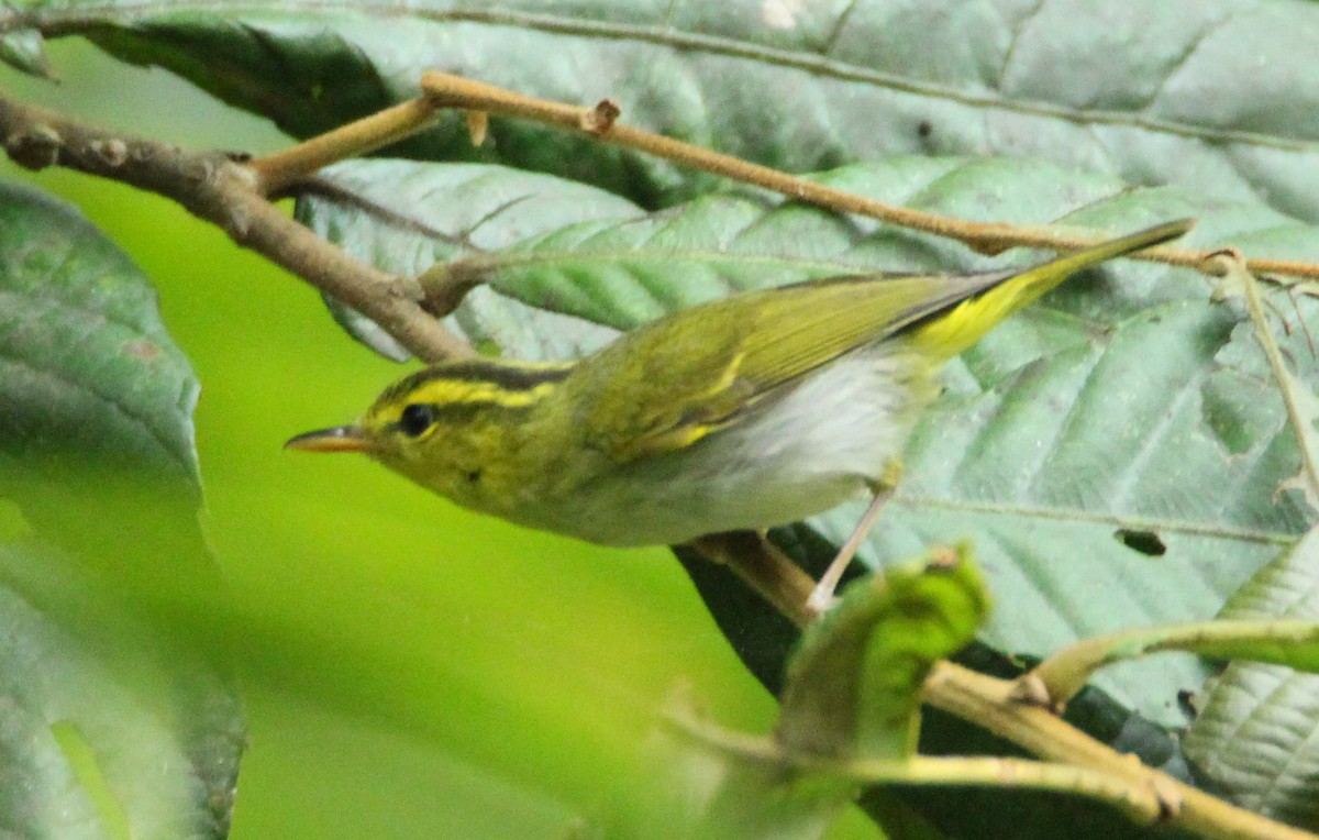 Yellow-vented Warbler - Praveen  Kumar