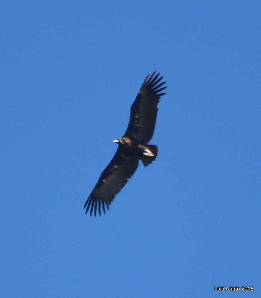 Cinereous Vulture - ML159981431