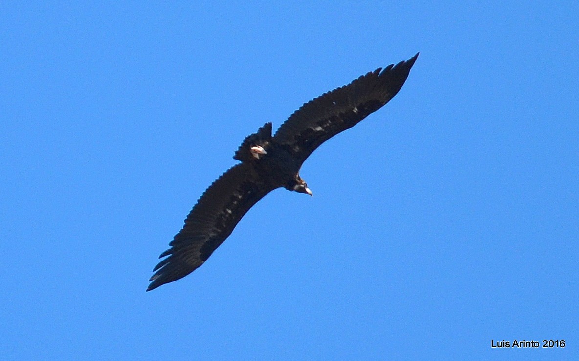 Cinereous Vulture - ML159981441