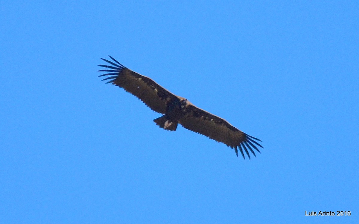 Cinereous Vulture - ML159981451