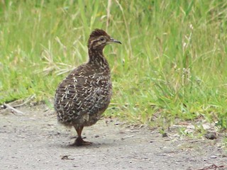  - Curve-billed Tinamou
