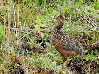  - Curve-billed Tinamou