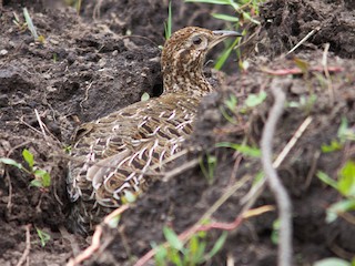  - Curve-billed Tinamou