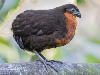  - Dark-backed Wood-Quail