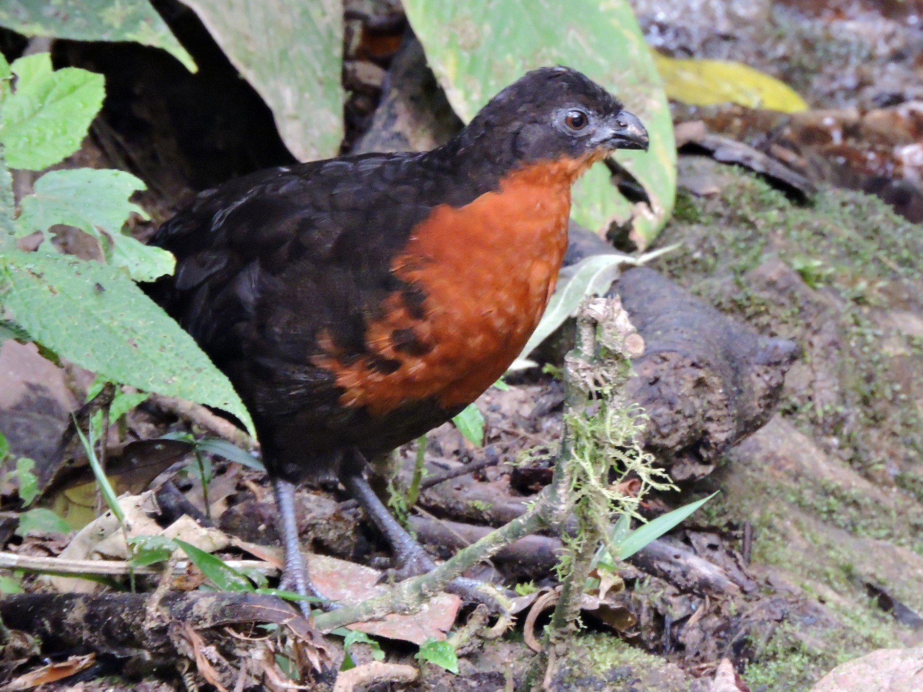 Darkbacked WoodQuail eBird