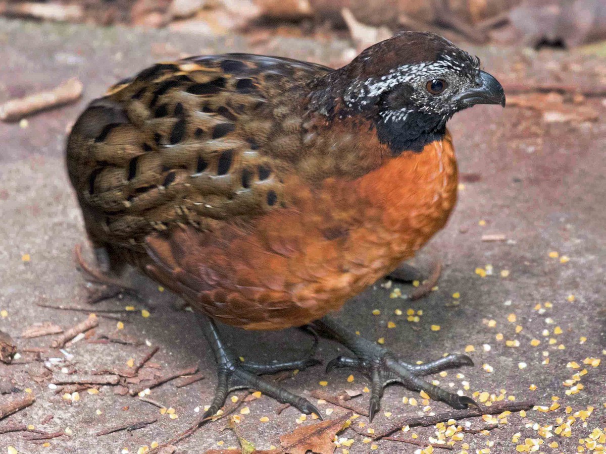 Rufousbreasted WoodQuail Odontophorus speciosus Birds of the World
