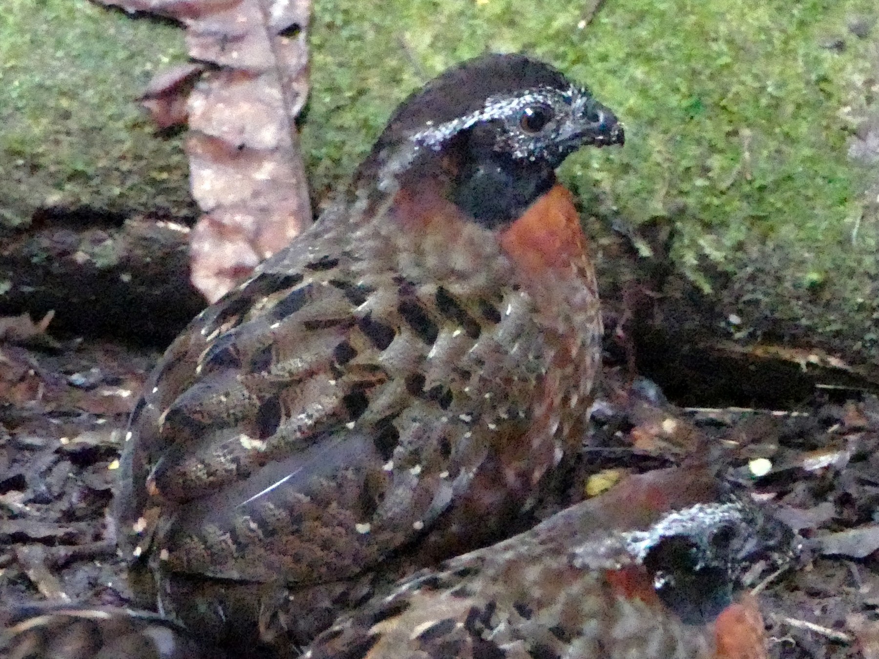 Rufousbreasted WoodQuail eBird