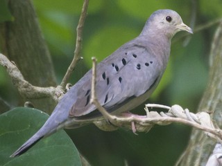  - Ecuadorian Ground Dove