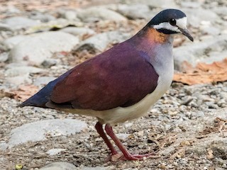  - Purple Quail-Dove