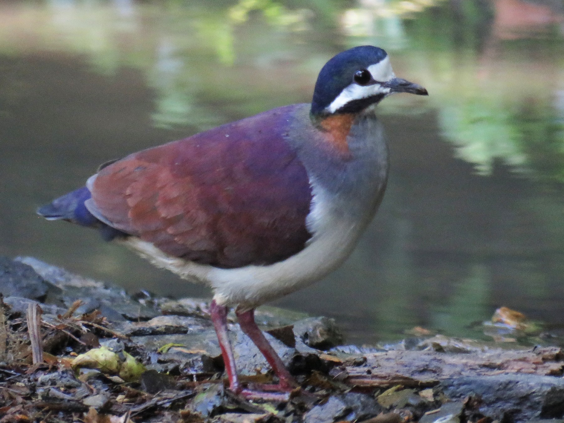 Purple Quail-Dove - Juan Lopez (www.juanlopezbirdtours.com)