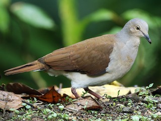  - Pallid Dove