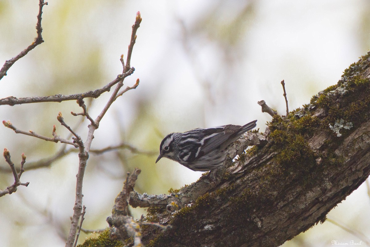 Black-and-white Warbler - ML159984771