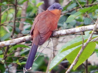  - Gray-capped Cuckoo