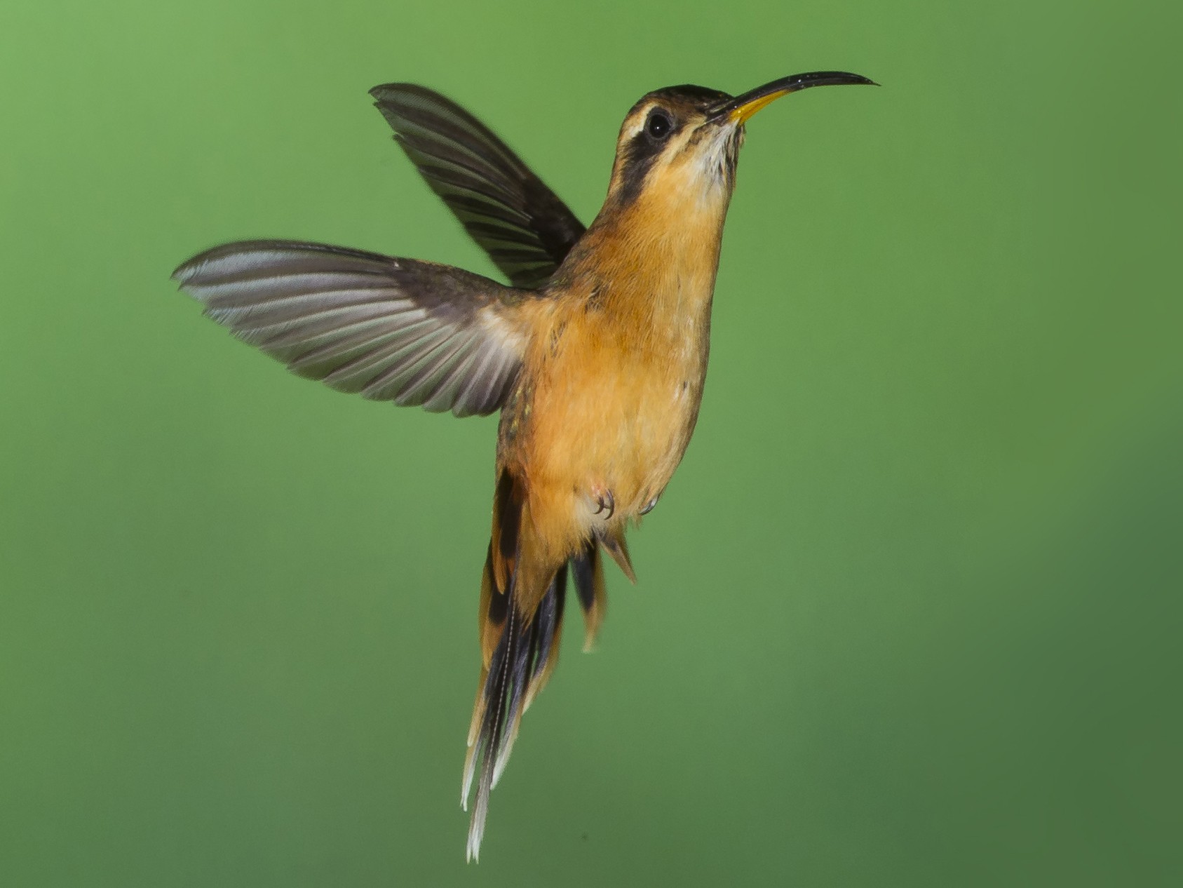 Gray-chinned Hermit - Peter Hawrylyshyn