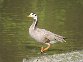 Bar-headed Goose, ML159986621