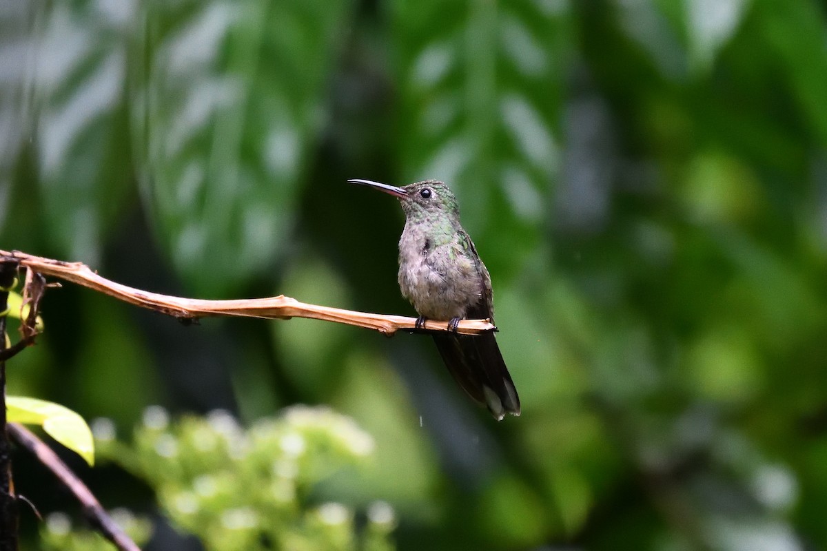 Scaly-breasted Hummingbird - Hugh Whelan