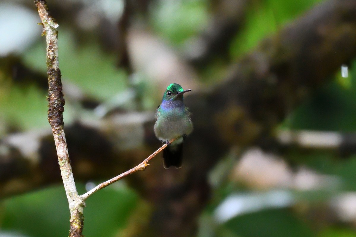 Charming Hummingbird - ML159987621
