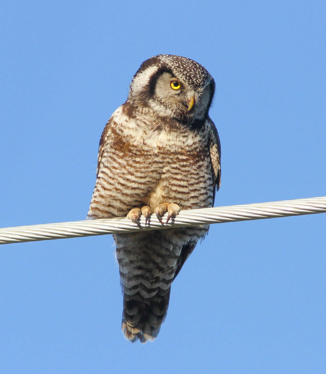 Northern Hawk Owl - Phil Hyde
