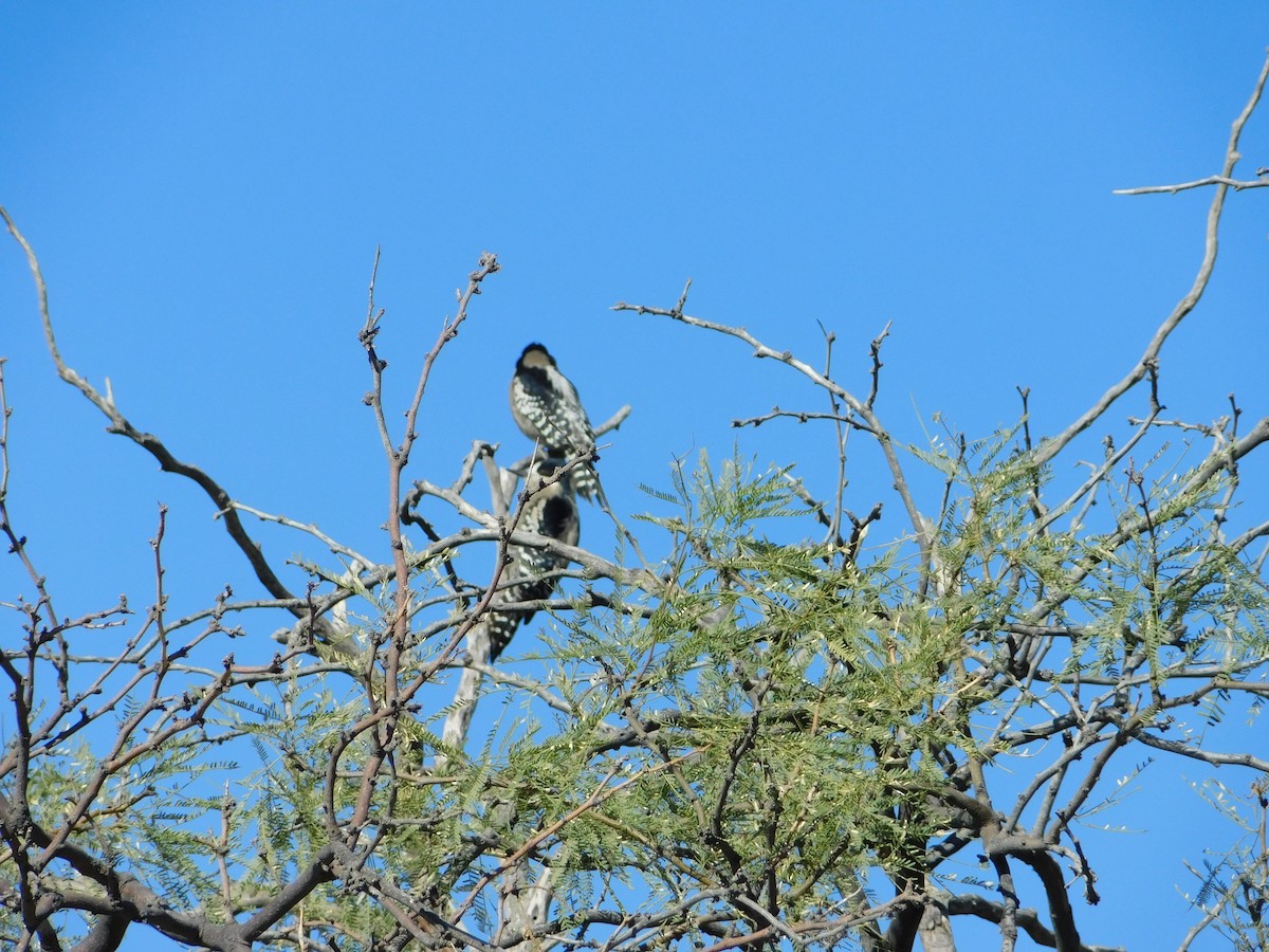 White-fronted Woodpecker - ML159989131