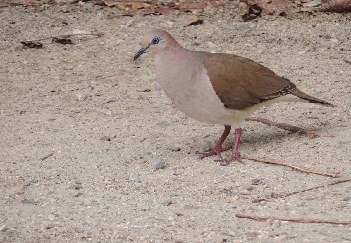 White-tipped Dove - Erica Royer