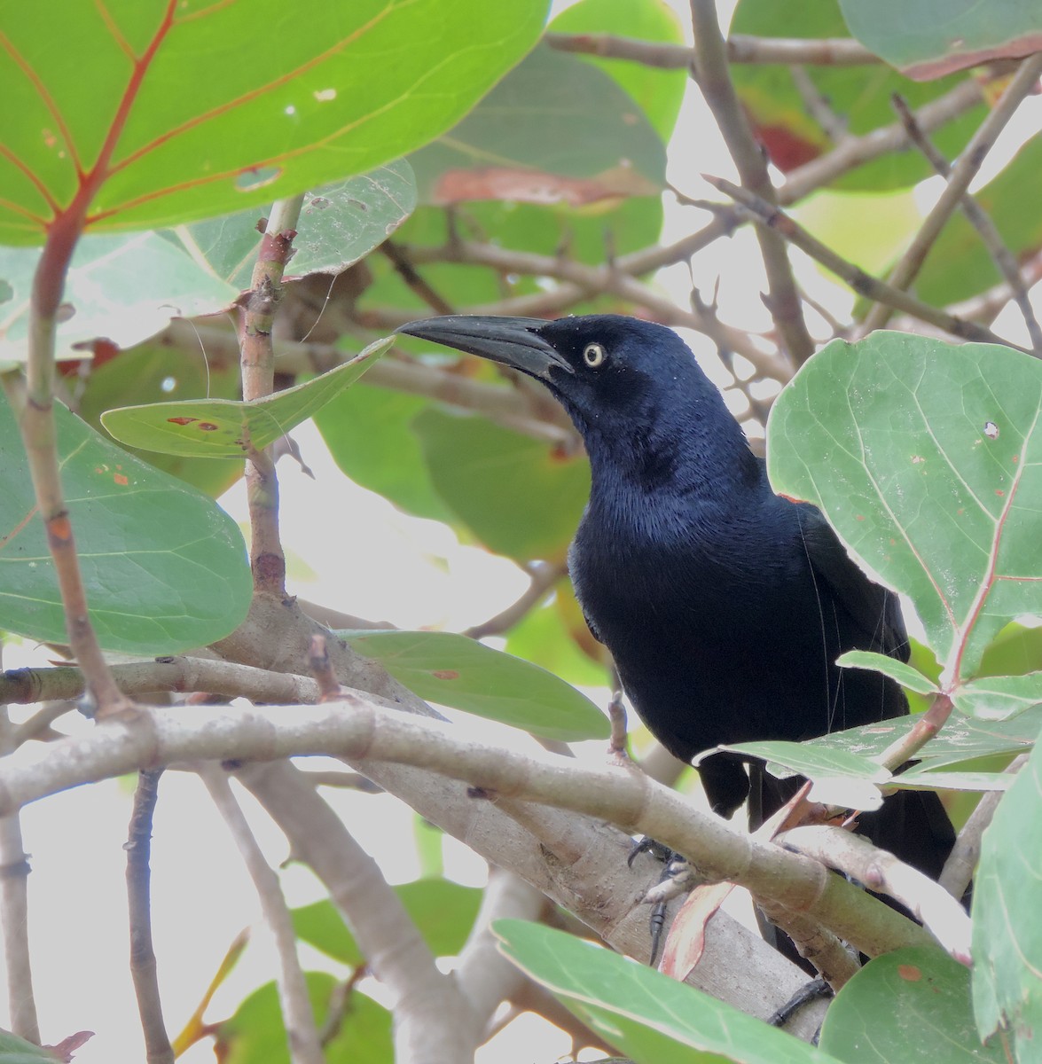 Great-tailed Grackle - ML159990971