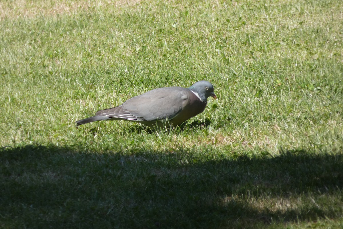Common Wood-Pigeon - ML159991971