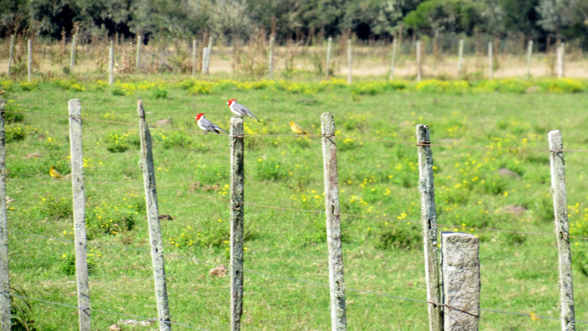 Red-crested Cardinal - ML159992791