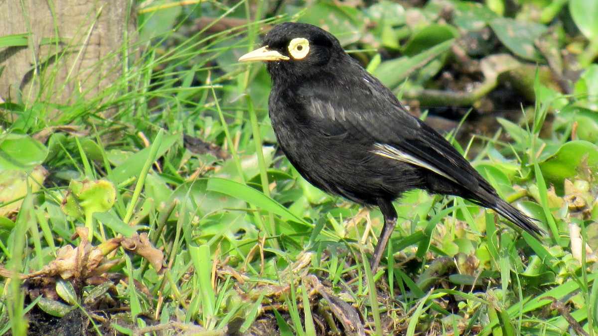 Spectacled Tyrant - ML159992851